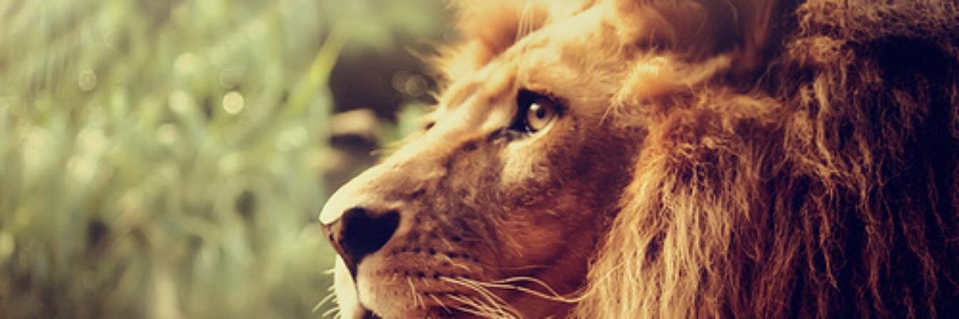 Natt_BSullivan's profile banner image