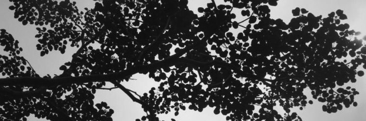 Elsa_Amorocho's profile banner image