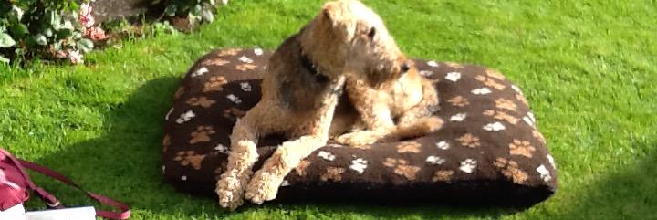 Reggie and Fred (OTRB)🌈The Airedales banner