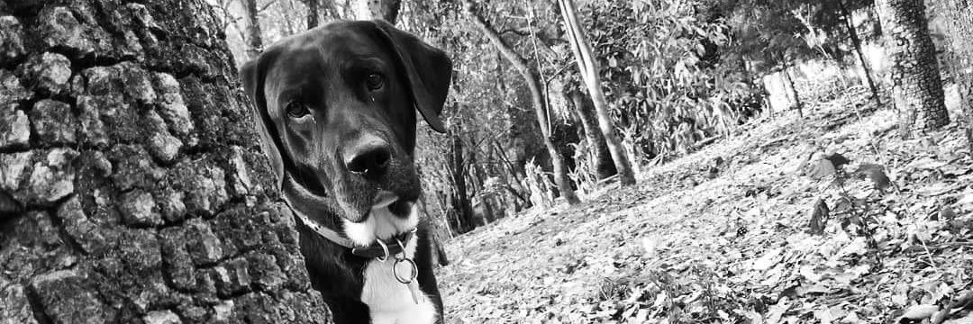 BrennRoa's profile banner image