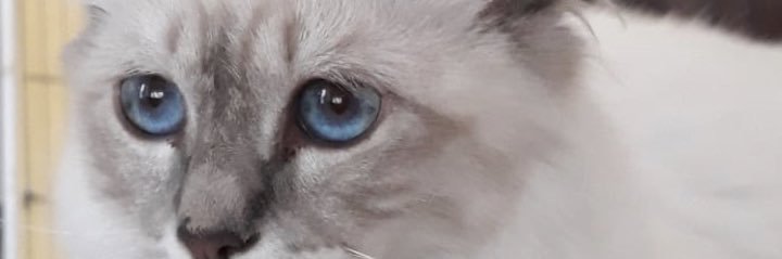Rositaelca's profile banner image