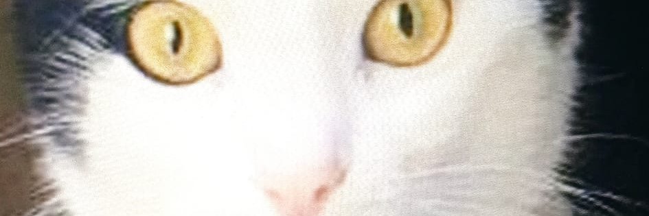 Peluş Maya banner