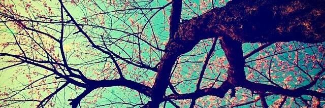 Ca_K's profile banner image
