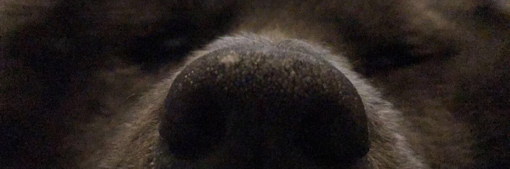 Nicolo_Perry's profile banner image