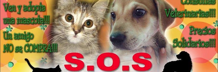 funsosanimal's profile banner image