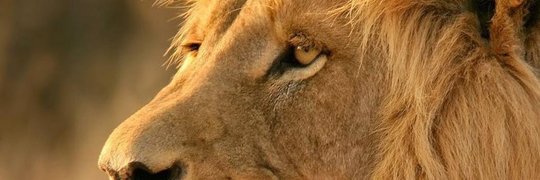LionsheadFF's profile banner image