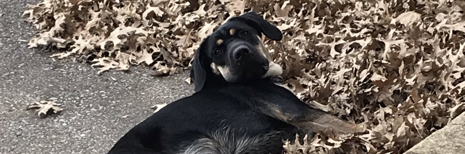 jakeyvol's profile banner image