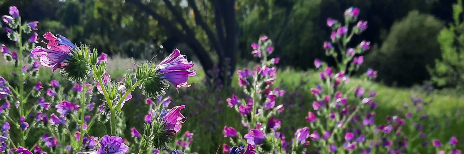 RoseGiralt's profile banner image