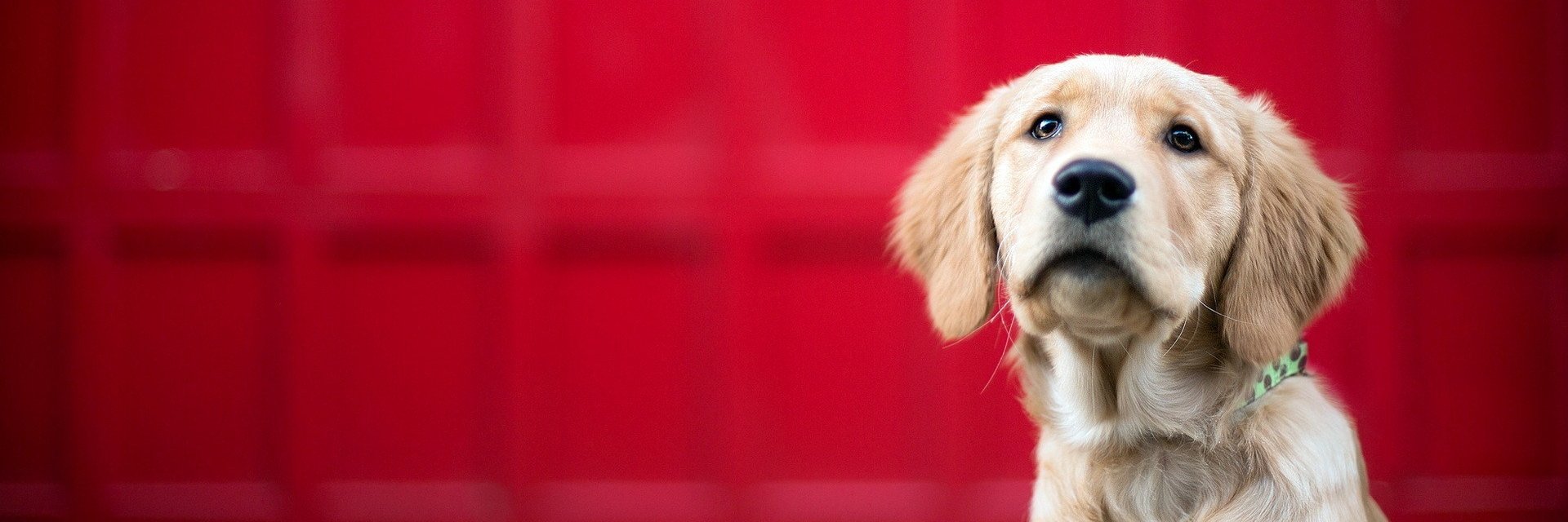 care4animals's profile banner image