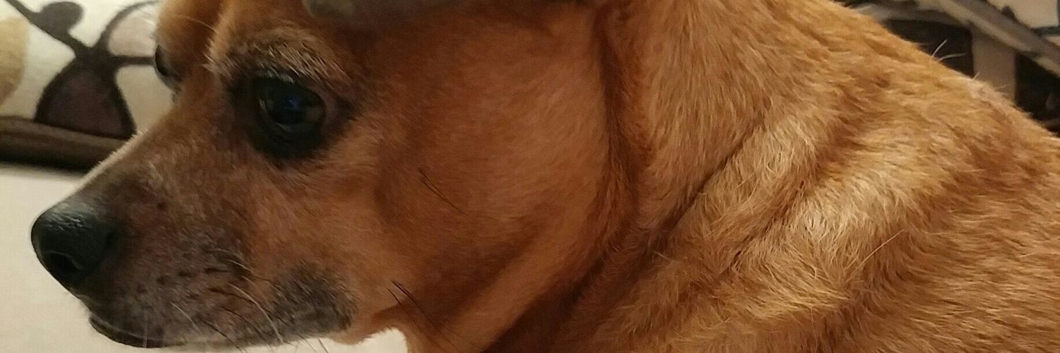 TinyThePuggle's profile banner image