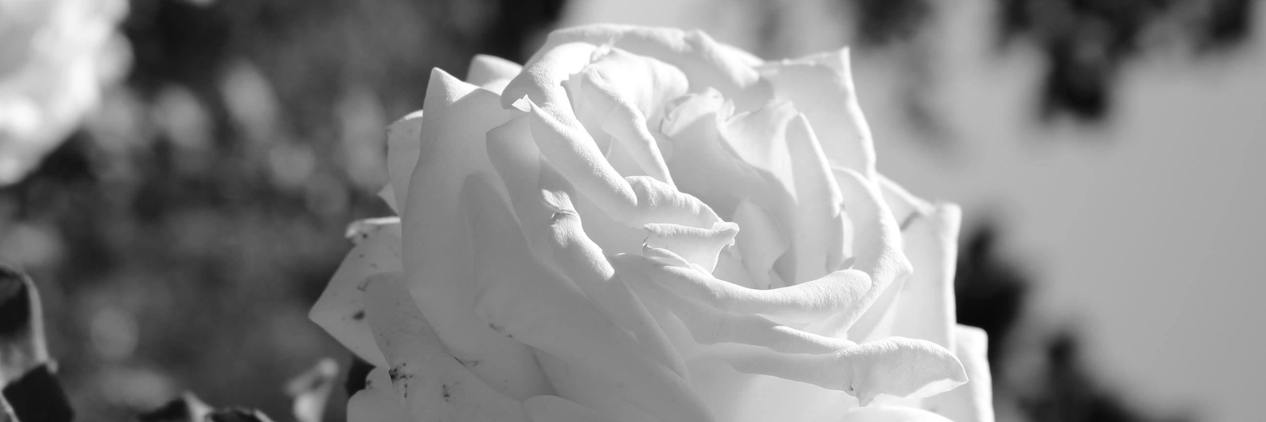Obyn_ray's profile banner image