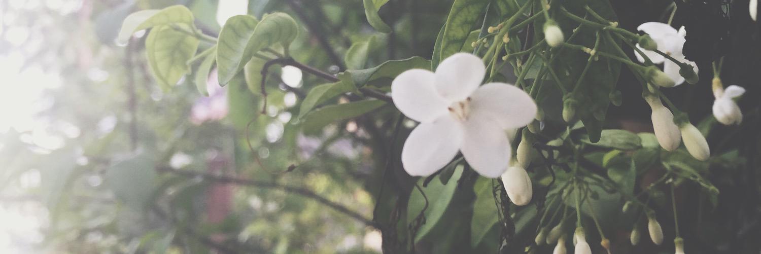 sutee555's profile banner image