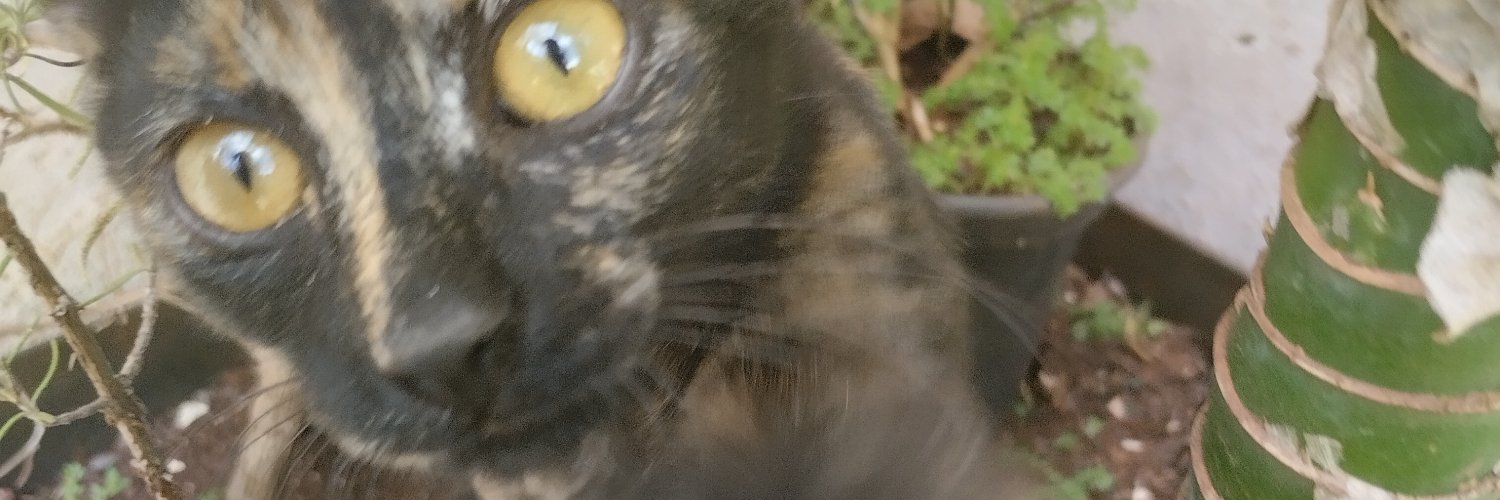 nuvento's profile banner image
