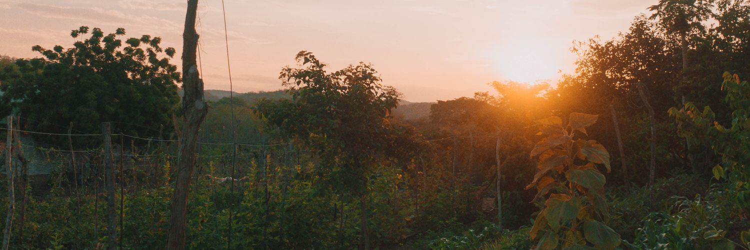 Travis Limoge banner