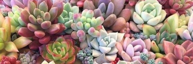 alma_ihm's profile banner image