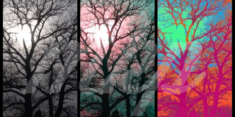 tamarack_trees's profile banner image