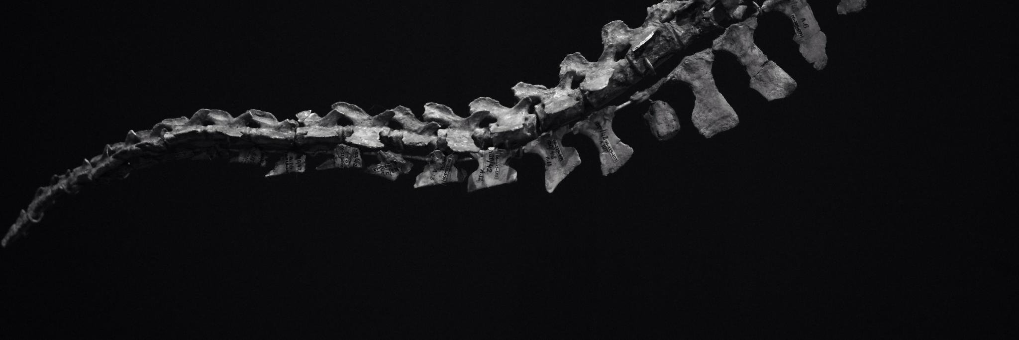 J banner
