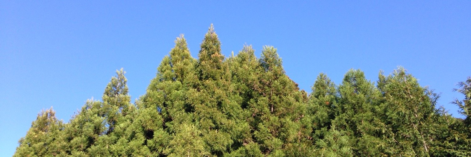 あおみどり banner