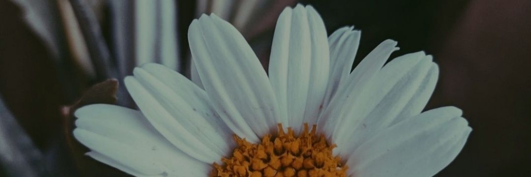 EmmyRojas4's profile banner image