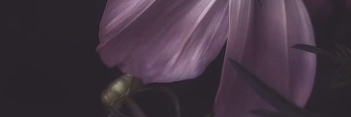 _raghad_sa's profile banner image