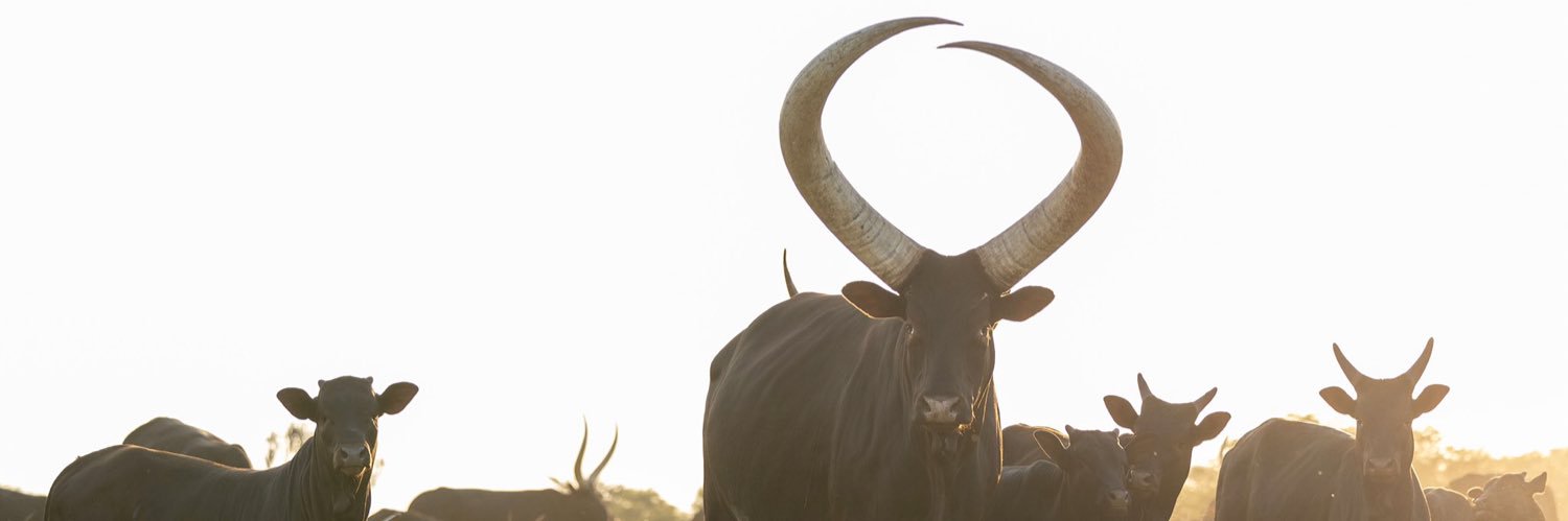 Patrick Karera banner