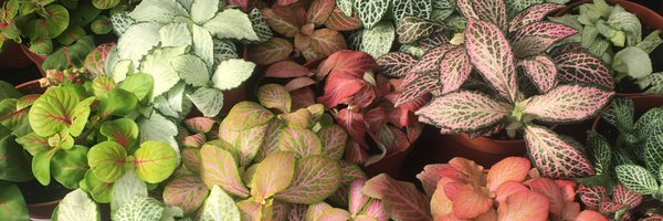 treecreature Profile Banner