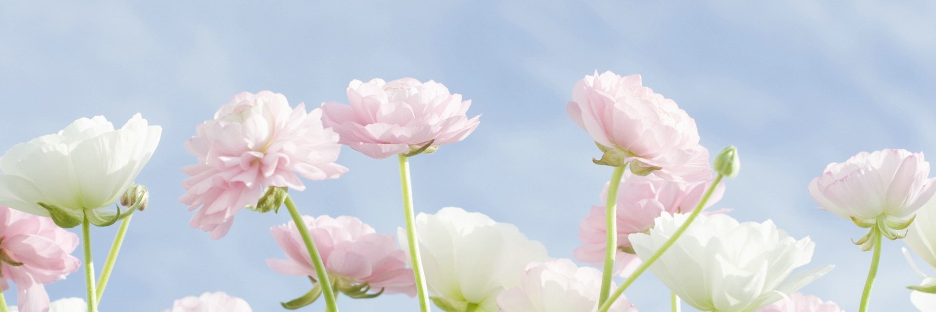 orangejussamine's profile banner image