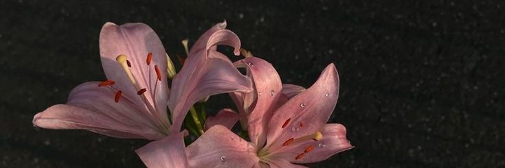 subtleandstrong's profile banner image