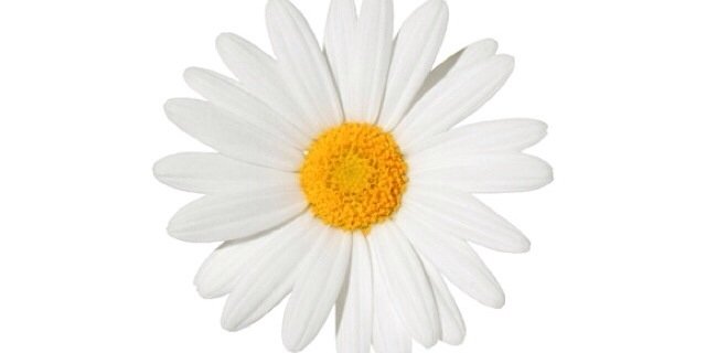 annie_pearsonn's profile banner image