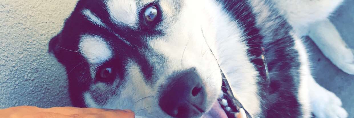 TrillaET's profile banner image