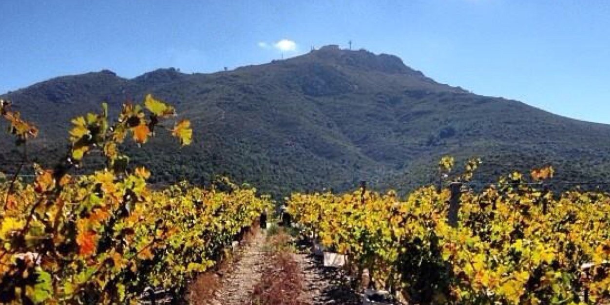 Celler Martín Faixó banner
