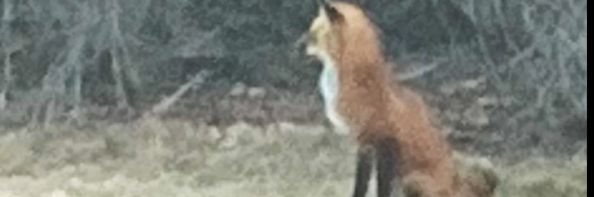 hayes429's profile banner image