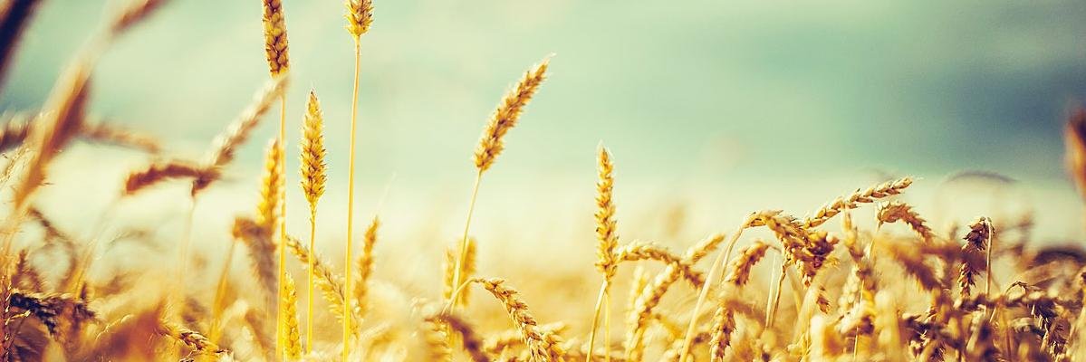 Naila_Pk's profile banner image