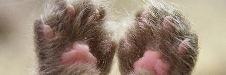 Cat_Whispers's profile banner image