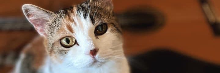 LauraSancheeez's profile banner image
