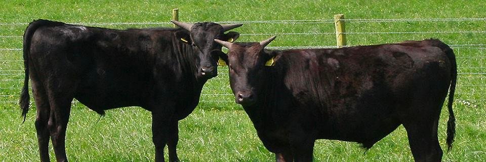 Carne de Wagyu banner
