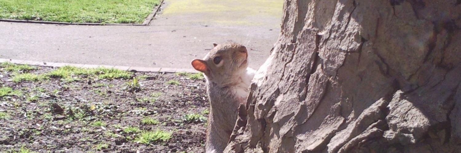 hackneysquirrel's profile banner image