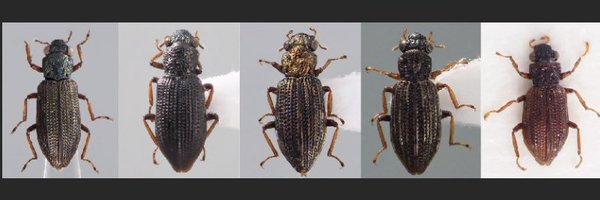 tinatarou Profile Banner