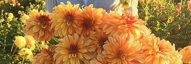 feyzablabla_'s profile banner image