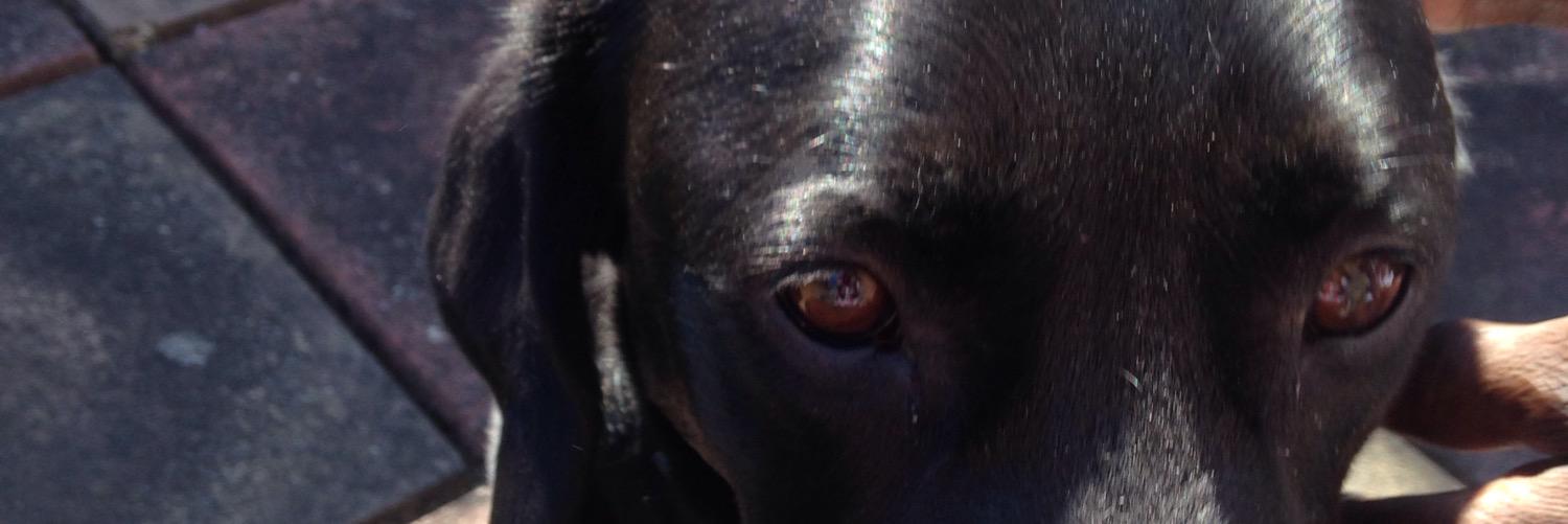 macymoo74's profile banner image