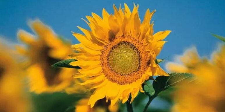 SMAC PTA 🌻 banner