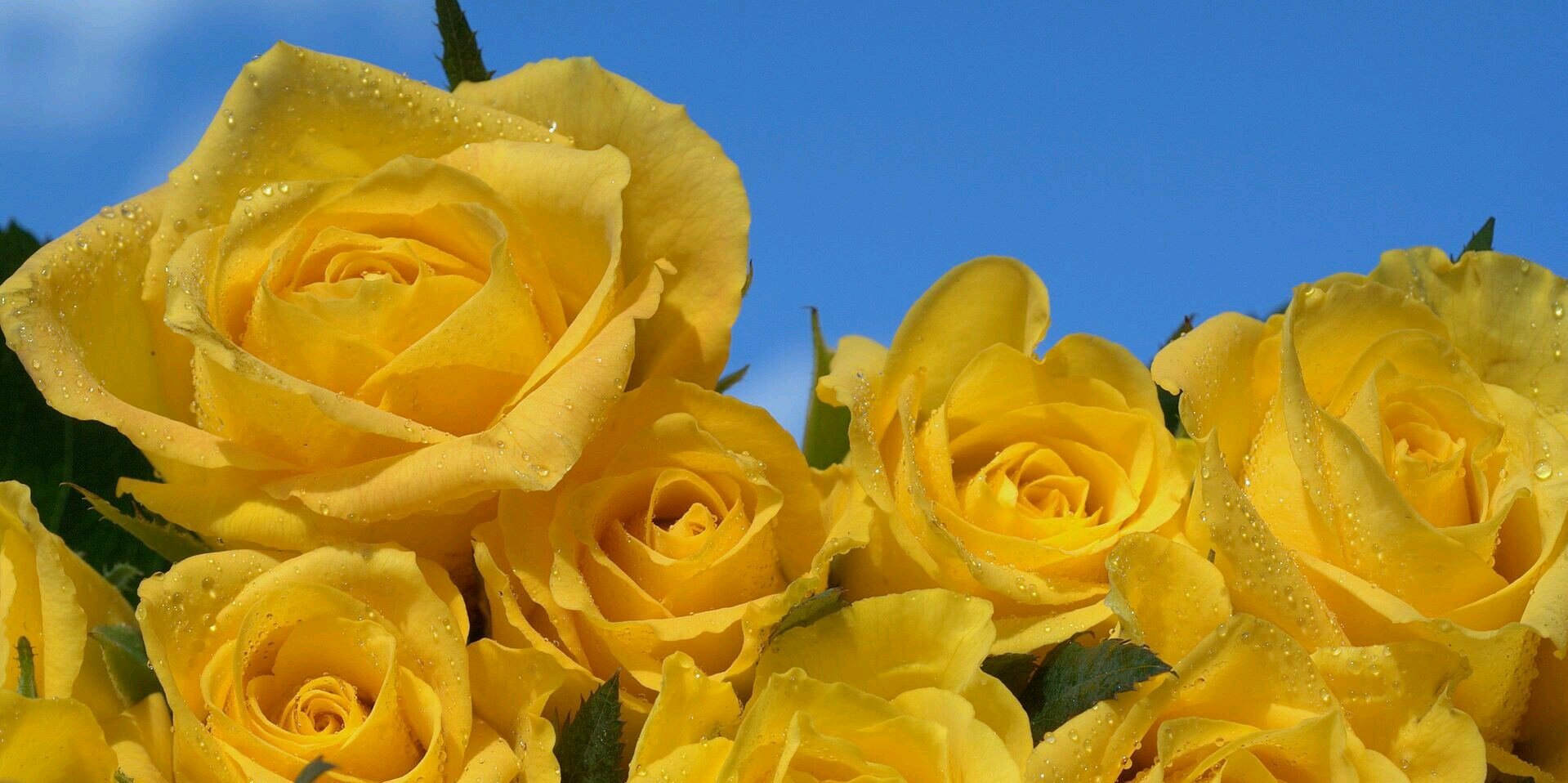 p_parrinelli's profile banner image