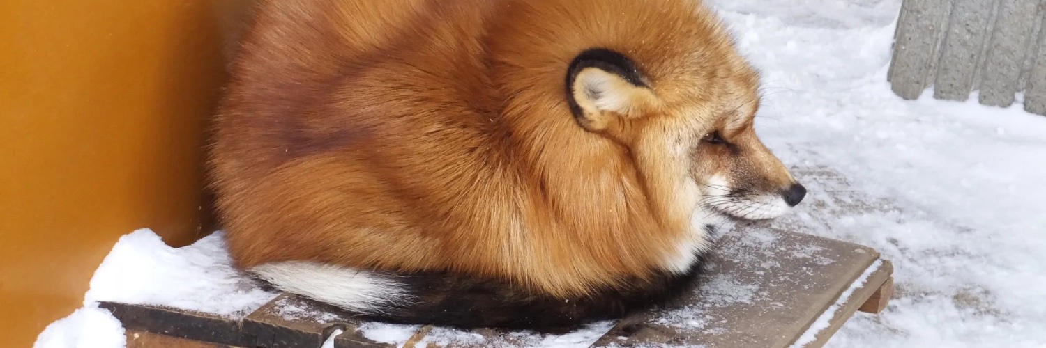DNiteKitsune's profile banner image