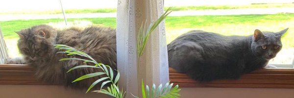 Laura_Kramer Profile Banner