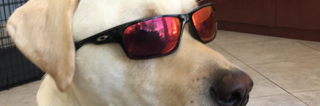 Track School 🐊 banner