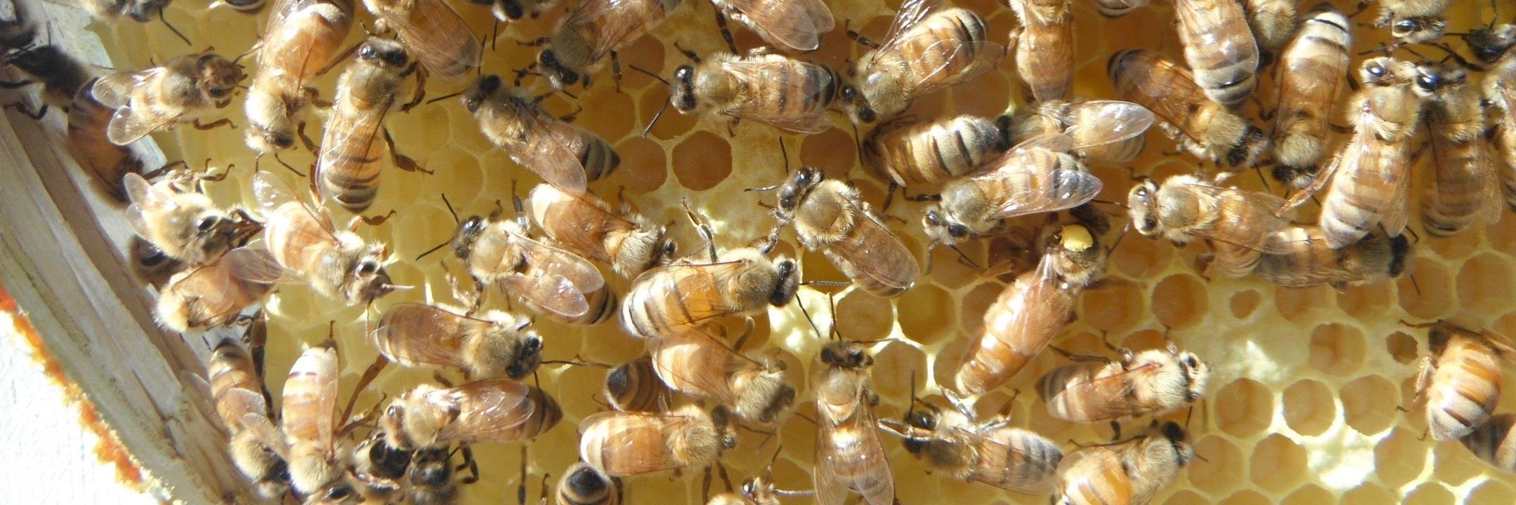 beescientific's profile banner image