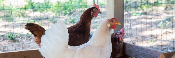 Defend the Flock banner