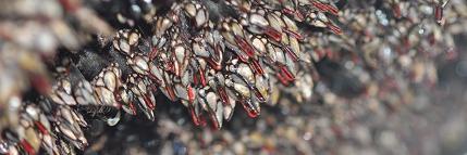 François Chatelain banner