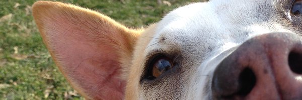 scottygerk Profile Banner