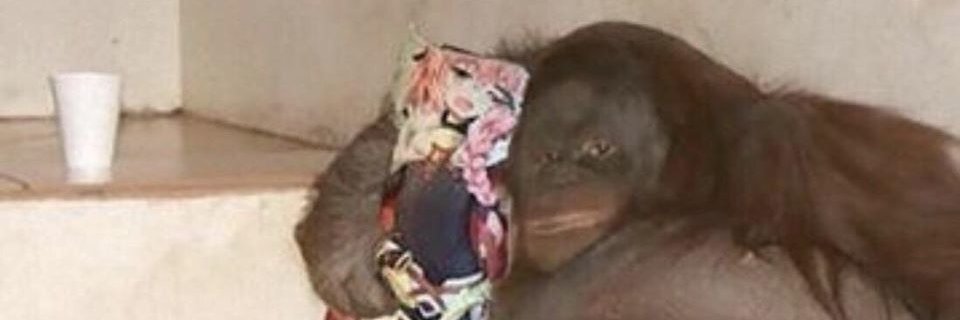 romainfructi's profile banner image
